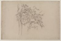 Study of a Tree