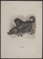 The Thibet Dog