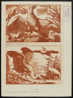 Eagle and a heron