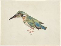 Kingfisher