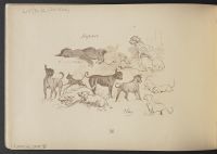 Dogs at rest and at play