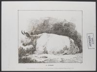 Cow lying down