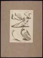 Studies of feet