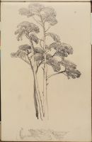 Tree study, with foliage (verso)