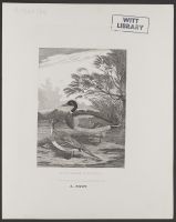 Wild Drake & Pintail