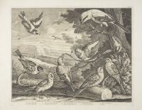 Icones avium cum nominibus anglicis: Plate 4