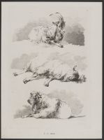 Studies of a Ram and sheep (plate 7)