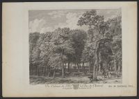 The Forest at The Hague