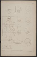 Drawing proportions