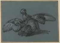 Cockerel spreading its wings