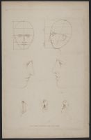 Proportions for the Head and Profile of the Venus de Medicis