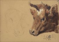 Two studies of a bull's head