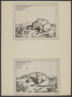 A bear sleeping in a landscape