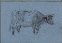 A Cow in Profile