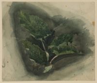 Study of a burdock (recto)