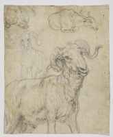 Studies of a ram (recto)