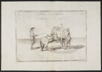 Equestrian study - courbette left