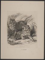 The Bengal Tigers