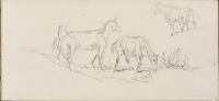 Study of horses