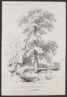View of a tree