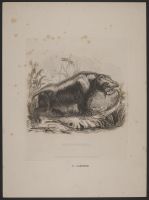 Hippopotamus