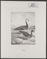 Brent & Barnacle Goose
