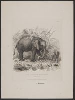 The African Elephant