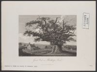 Great Oak in Bowthorpe Park