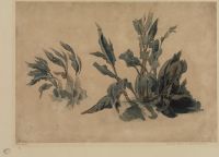 Plant study (recto)