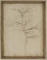 Tree in winter