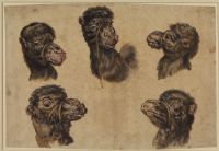 Five studies of a camel's head