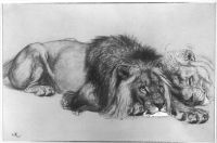 Lion and lioness resting