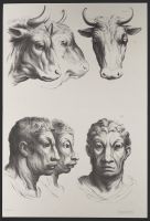 Three male human heads and three bull heads