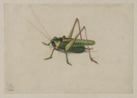 Grasshopper