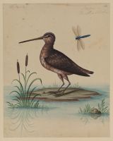 A Snipe
