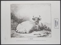 Cow lying down, back-view