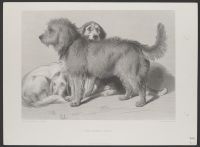 The Three Dogs