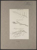 Spray of the Elm, Spray of the Beech, Ramification of the Beech
