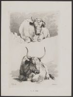 Studies of Bulls (plate 8)