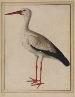 European white stork