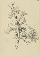Tree study