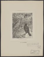 The Blackbird and the Thrush