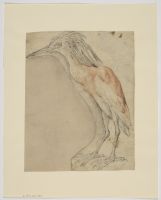 Heron (recto)