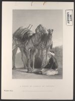 A Group of camels at Smyrna
