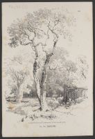 Study of a tree