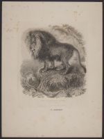 The Barbary Lion