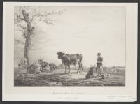 Animaux dans une prairie
