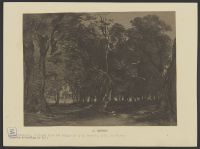 Wooded glade
