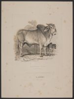 Brahminy Bull
