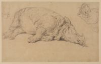 Rhinoceros resting on its side
